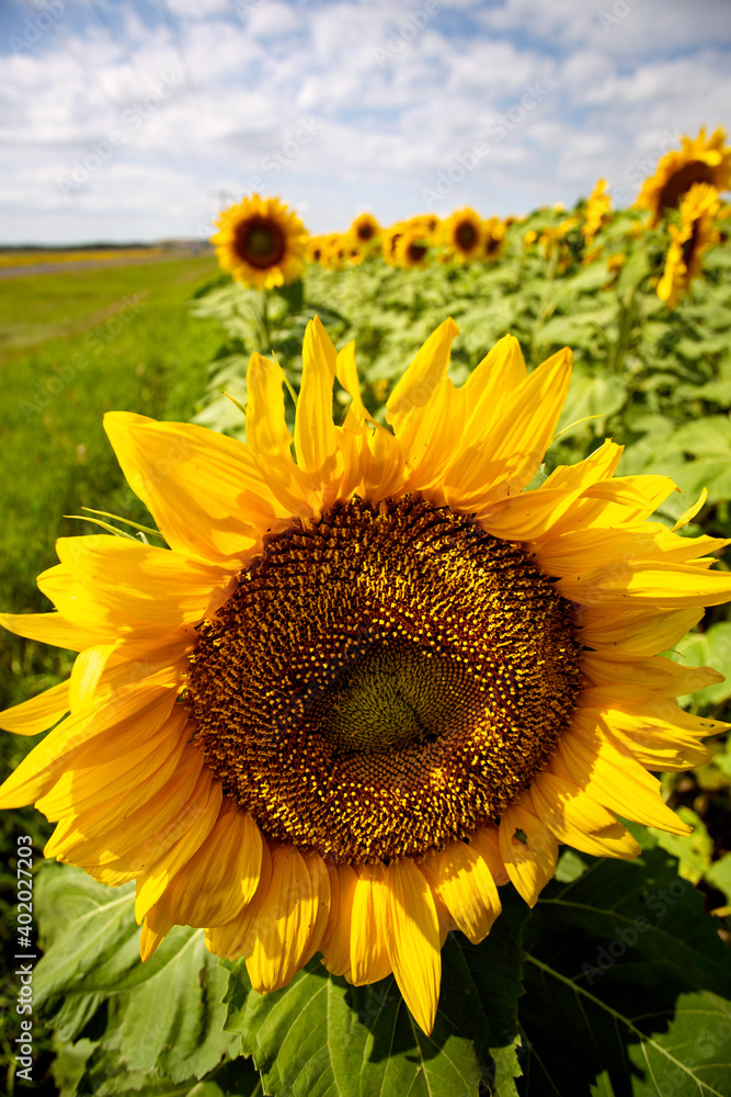 Obraz premium Prairie Sunflower Field