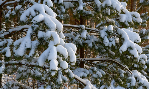 snow on a green branch