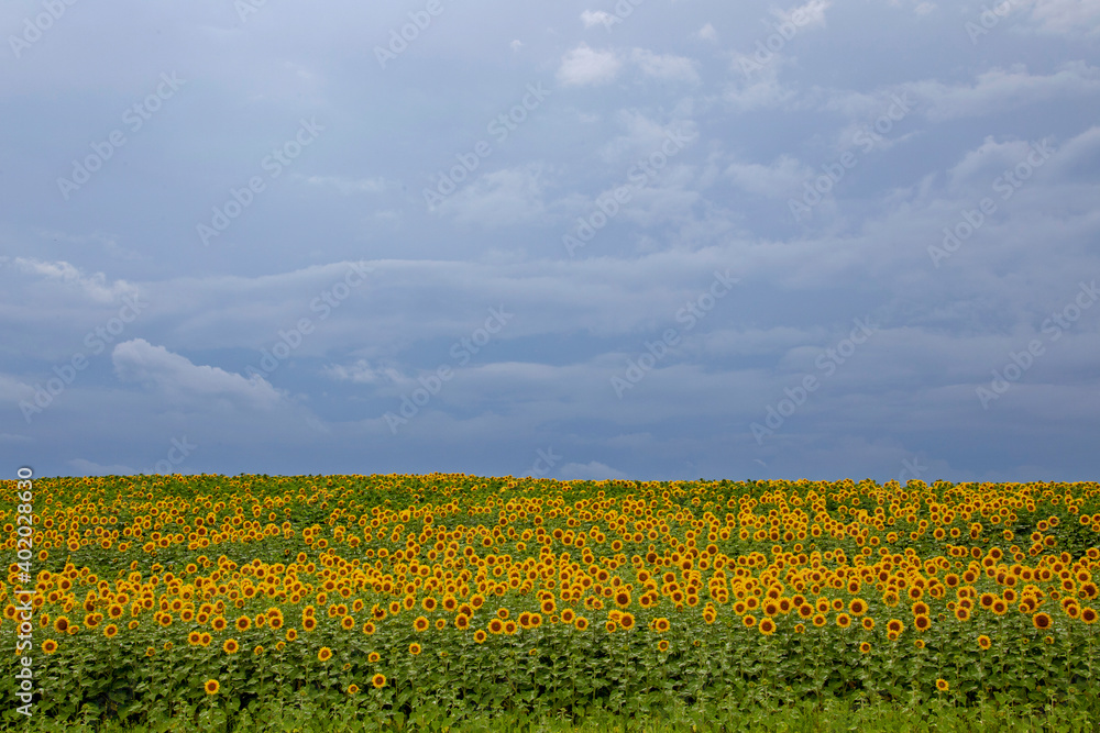 Prairie Sunflower Field