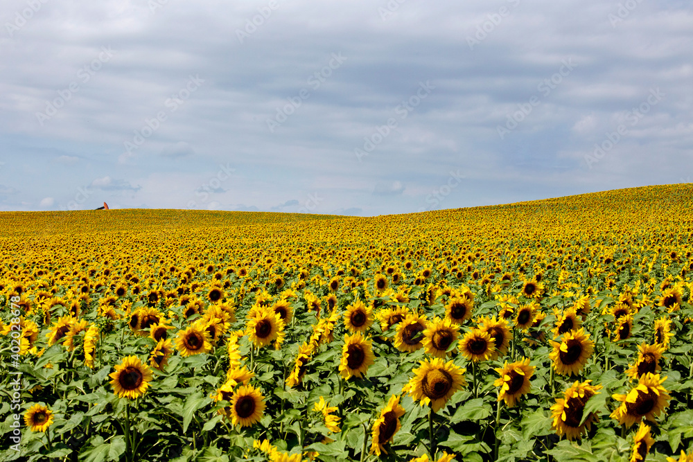Fototapeta premium Prairie Sunflower Field