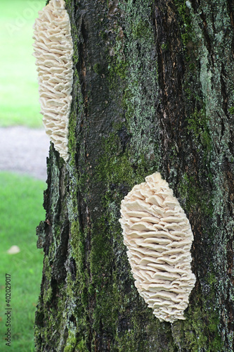 Climacodon septentrionalis, known as the Northern Tooth, a massive mushroom growing on a lime tree in Finland
