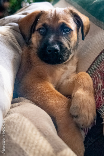 Puppy sitting on the sofa on a blanket © Marlene Vicente