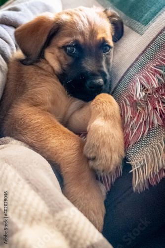 Puppy sitting on the sofa on a blanket © Marlene Vicente