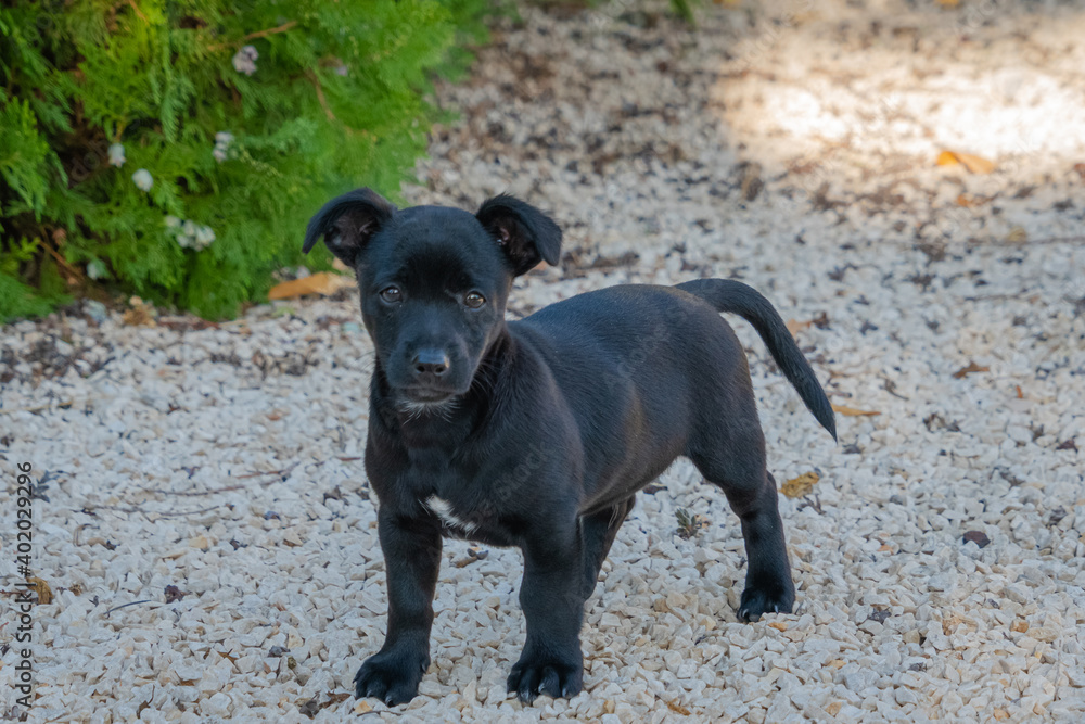 Two month old black puppy