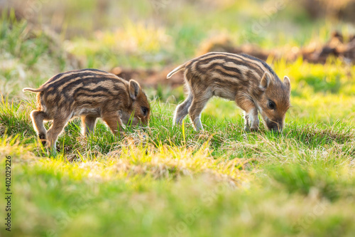 Obraz na płótnie Little wild boar, sus scrofa, grazing on grassland in springtime. Little piglets feeding on green meadow. Striped young swines walking on field in spring. w salonie