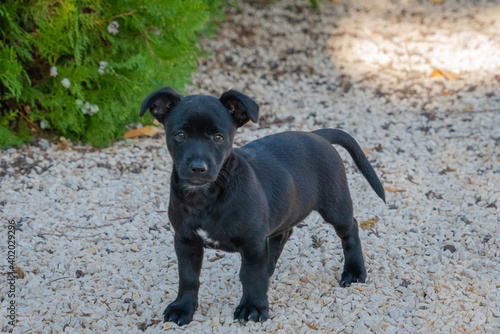 Two month old black puppy