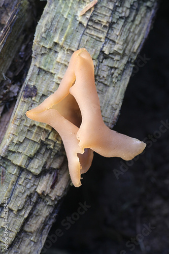 Peziza varia, a cup fungus from Finland with no common english name photo