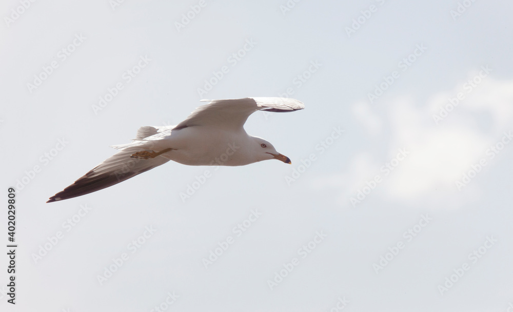 Obraz premium Seagull in Flight