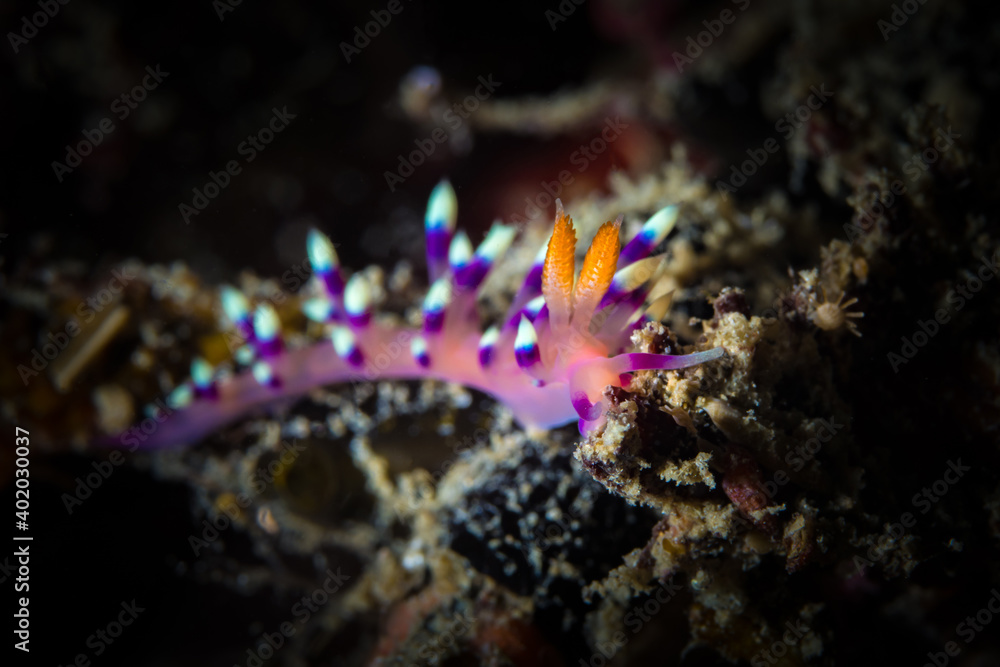Colorful nudibranch on coral reef in Milne bay