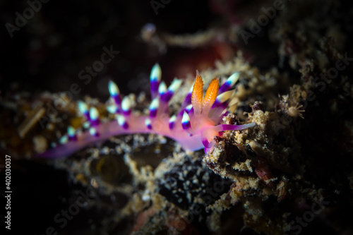 Colorful nudibranch on coral reef in Milne bay © Mike Workman