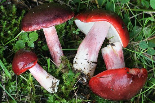 Russula rhodopus, a red brittlegill mushroom from Finland with no common english name photo