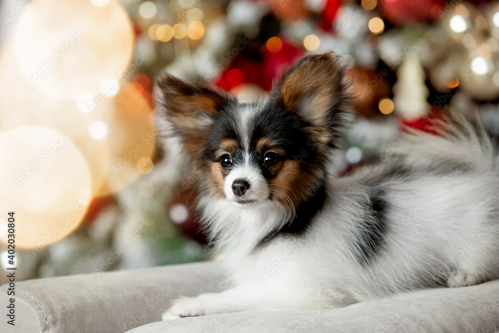 Little Papillon puppy for the new year