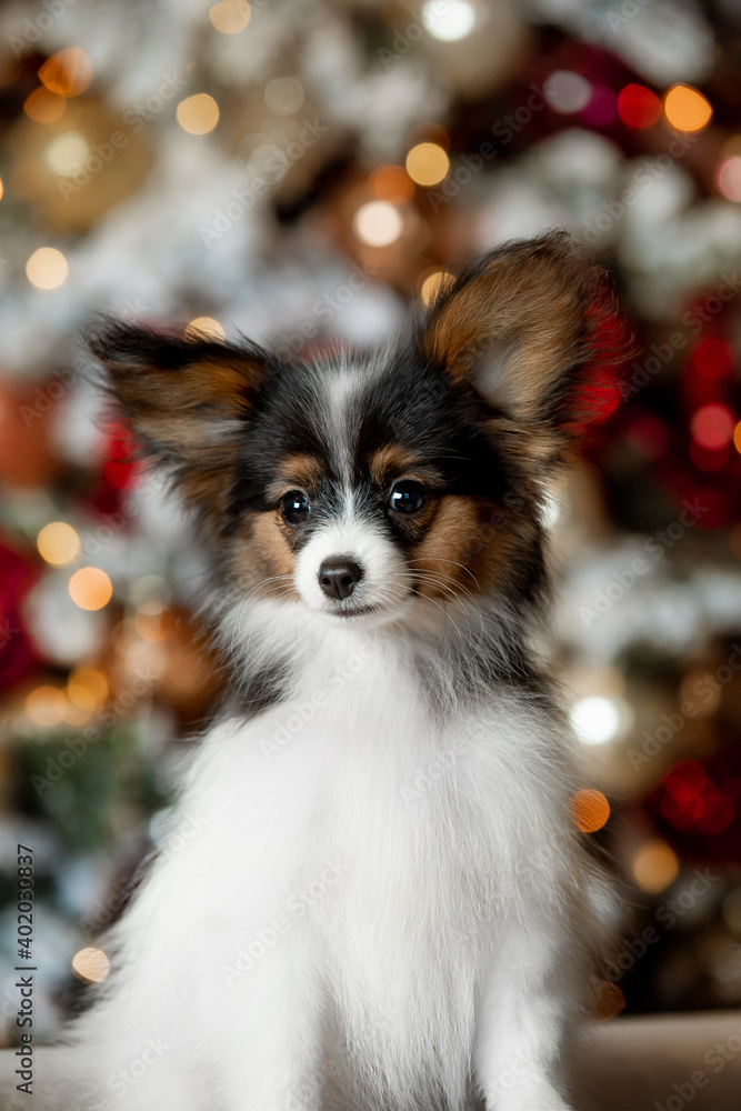 Little Papillon puppy for the new year
