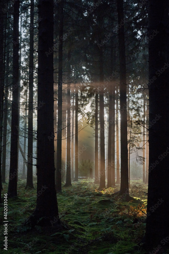 Naklejka premium Fairytale forest: sunrays in dark pine forest