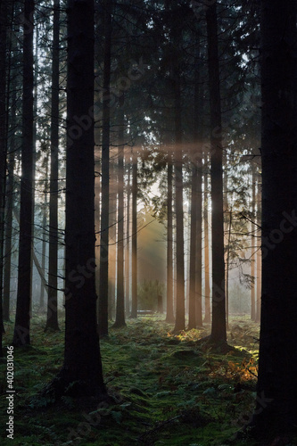 Fairytale forest: sunrays in dark pine forest