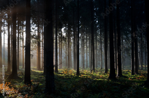 Fairytale forest: sunrays in dark pine forest