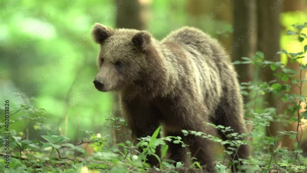 Brown bears cub search for food in the forest. European nature during spring time. Bears move in nature. Brown bears cub search for food in the forest. European nature during spring time. Bears move in nature.