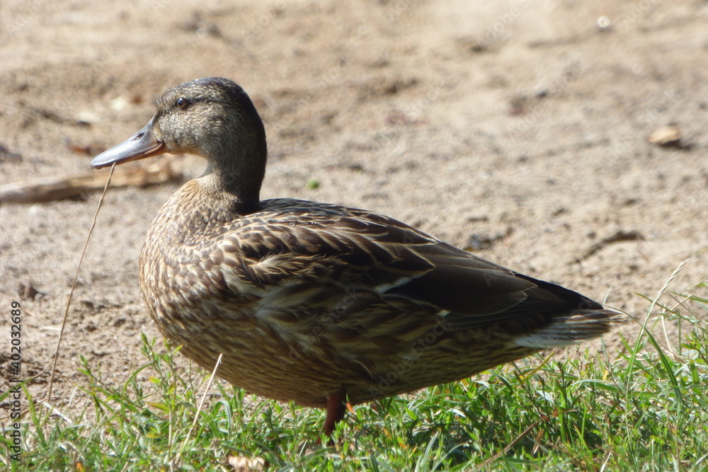 Fototapeta premium duck in the grass