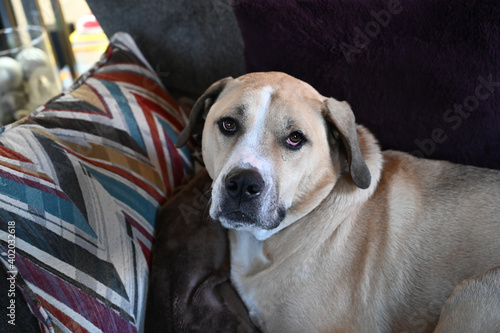portrait of a dog
