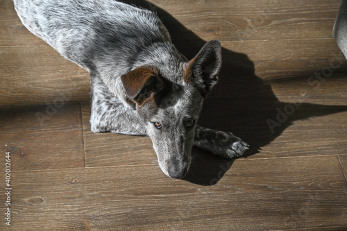 heeler mix puppy