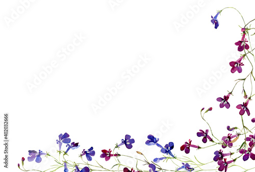 Cuadro en lienzo Watercolor blue and red lobelia flowers on white background