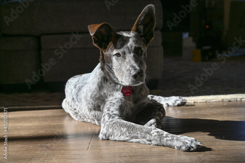 heeler mix