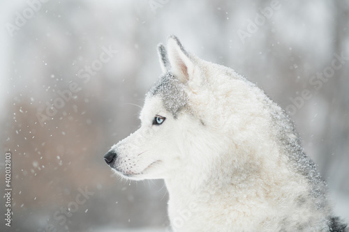 Siberian husky in winter. close up portrait. side view. Dog and snowfall