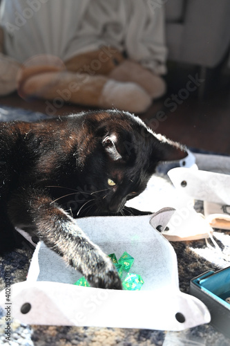 black cat with green dice