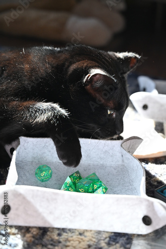 black cat with green dice