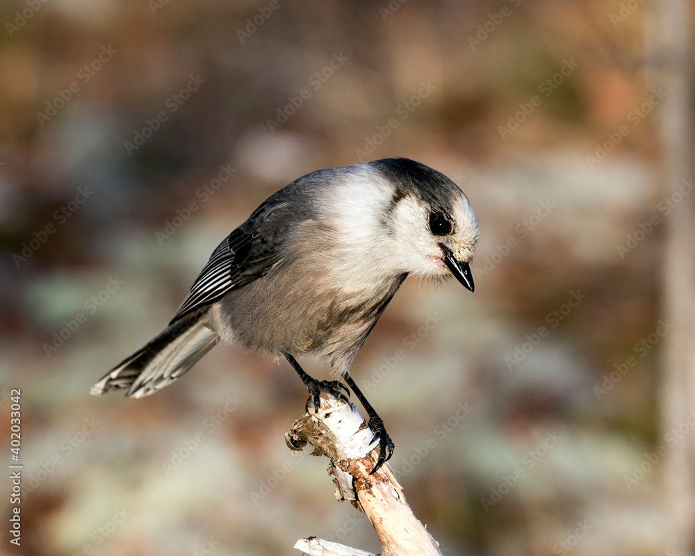 Naklejka premium Gray Jay photo stock. Close-up profile view perched on a tree branch in its environment and habitat, displaying grey feather plumage wings and tail with a blur background. Image. Picture. Portrait.