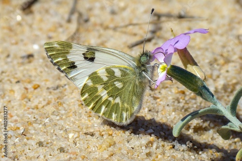 Bath White (Pontia daplidice) photo