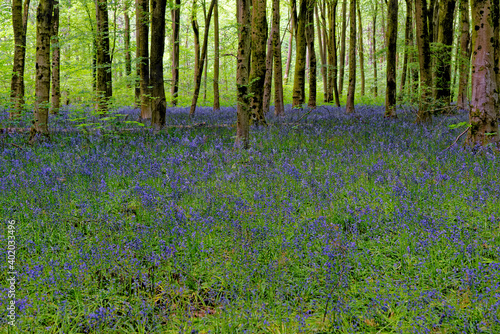 Fototapeta Naklejka Na Ścianę i Meble -  Bluebells and hide out in West Woods - England