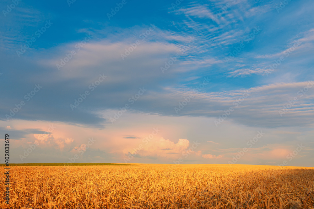 Golden field of ripe rye under beautiful blue sunset summer sky. Wheat field cloudscape. Golden field of ripe rye under beautiful blue sunset summer sky. Wheat field cloudscape.