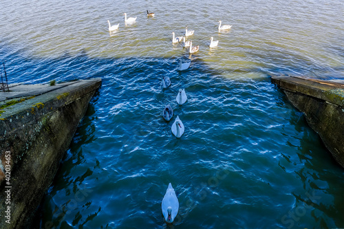 A gaggle of swans in a line heading for a tunnel under the causeway on Pitsford Reservoir, UK on a sunny day photo