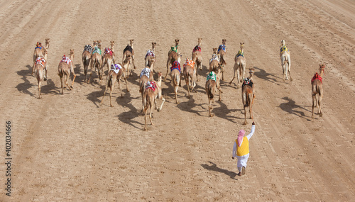 Camel race in Al Marmoom field for camel racing. Dubai. The United Arab Emirates . photo
