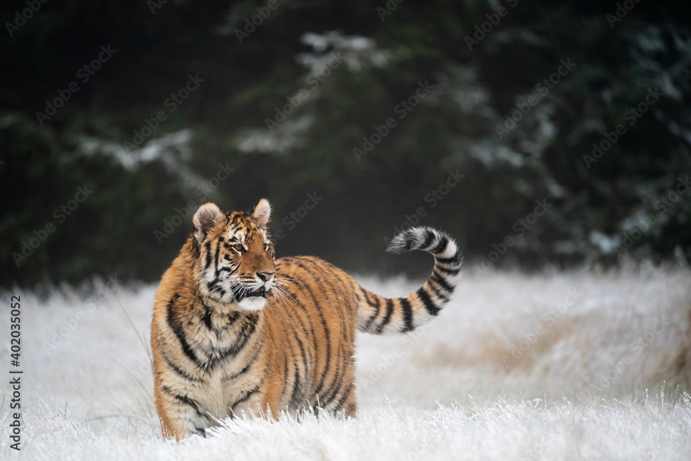 Obraz premium young siberian/bengal tiger, captive