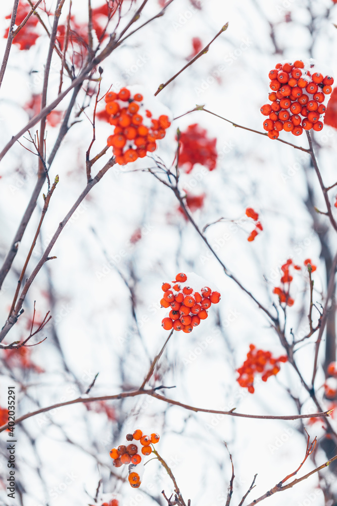 Bright red bunches of rowan berries on the tree branches under the snow hats at winter.