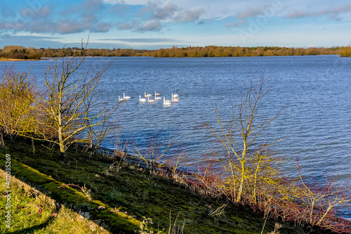 A gaggle of swans swimming beside the causeway on Pitsford Reservoir, UK on a sunny day