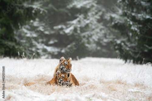 young siberian/bengal tiger, captive