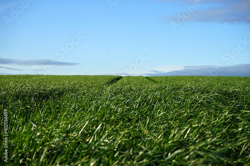 Grünland, Wiese mit Gras und Traktorspur bis zum Horizont in einer hügeligen Landschaft vor blauem Himmel