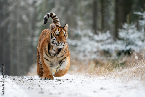 young siberian bengal tiger  captive