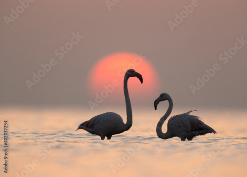 Greater Flamingos and dramatic sunrise at Asker coast  Bahrain