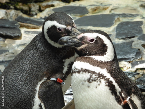 penguin on the rocks