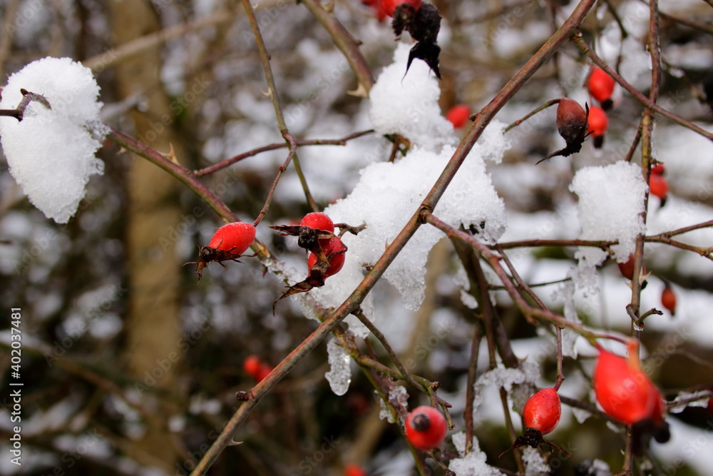 Hagebutte im Winter mit Schnee bedeckt Hagebutte im Winter mit Schnee bedeckt