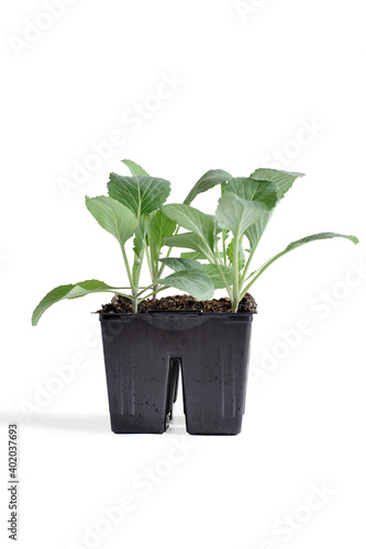 Plastic four pack cell of broccoli plants ready for the garden. Isolated over a white background with clipping path included.