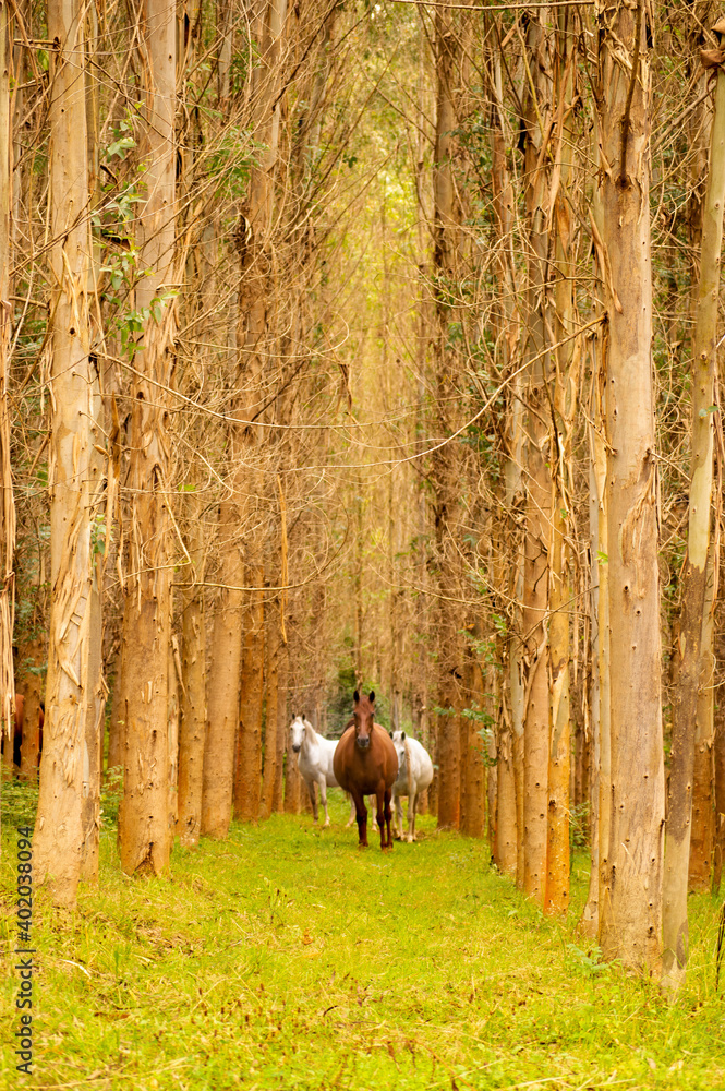 horses inside an eucalyptus forest in cantabria, spain horses inside an eucalyptus forest in cantabria, spain