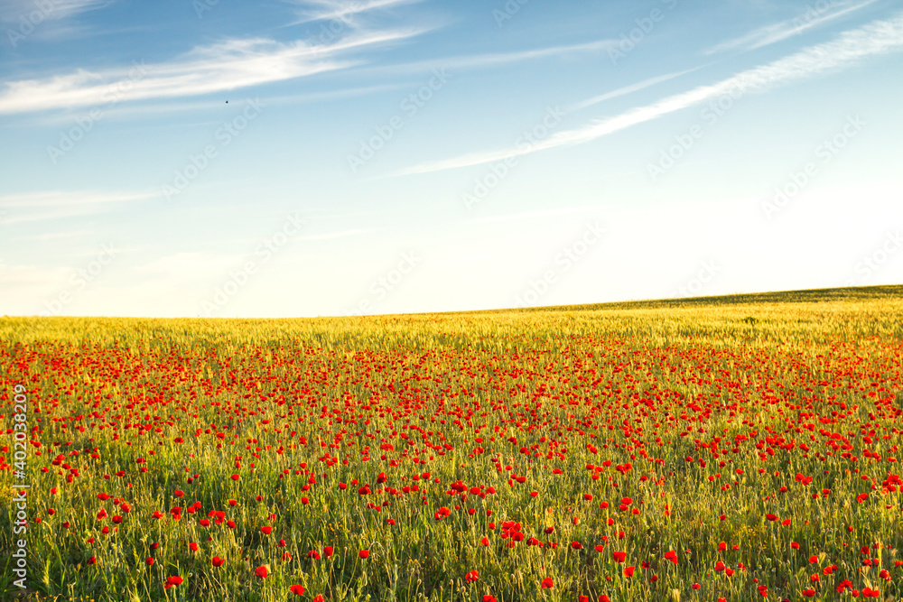 Wild red poppy flowers blooming in the springtime fields 