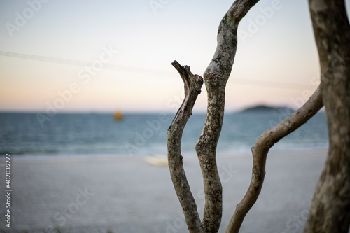 tree on the beach © FernandoHenrique