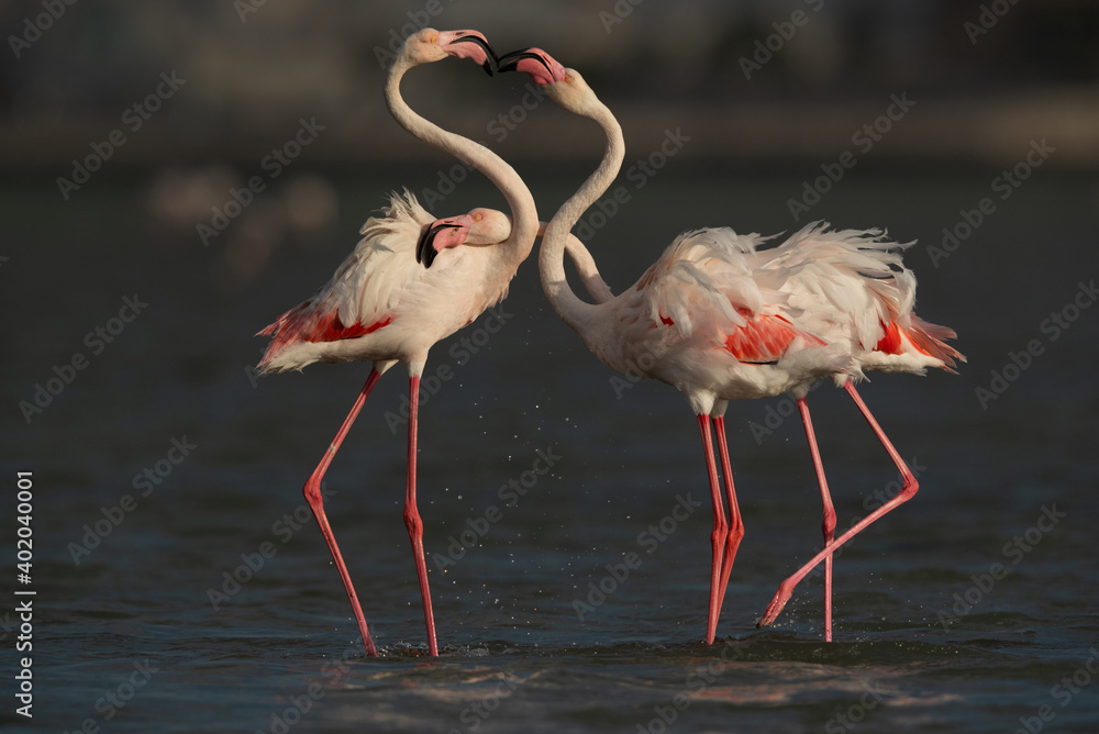 Greater Flamingos territory dispute while feeding at Eker creek, Bahrain Greater Flamingos territory dispute while feeding at Eker creek, Bahrain