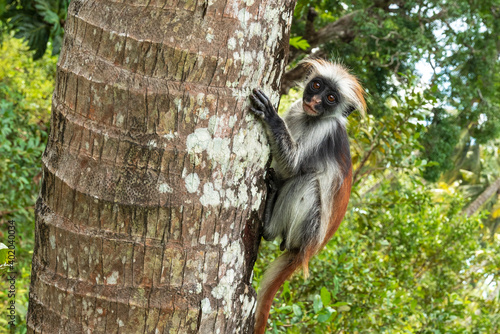 young colobus monkey sitting on a tree in zanzibar photo